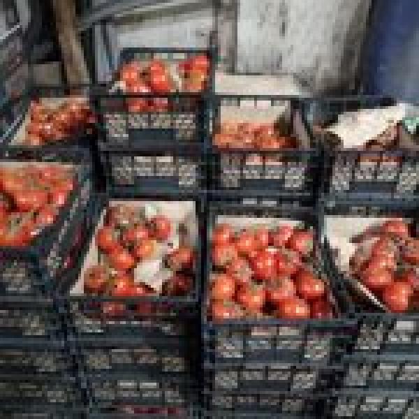 В Прикамье почти тонну томатов, апельсинов и хурмы раздавили трактором