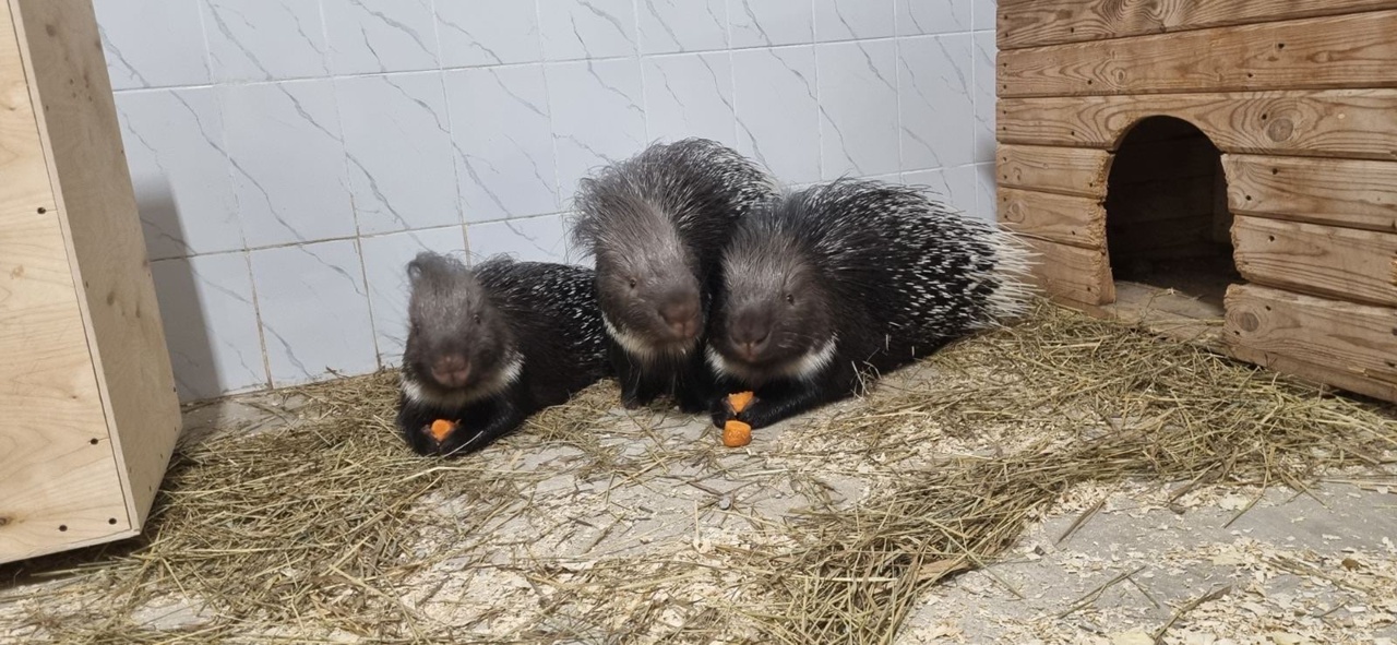 В Перми в новый зоопарк перевезли дикобразов
