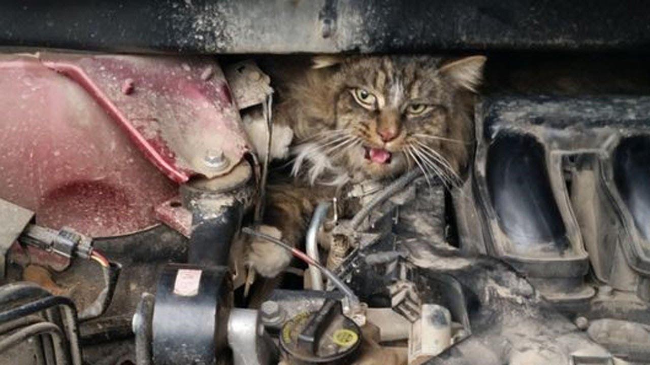 Кошка на капоте. Животные под капотом авто. Кот под капотом. Кошка на капоте машины. Животные под машиной.