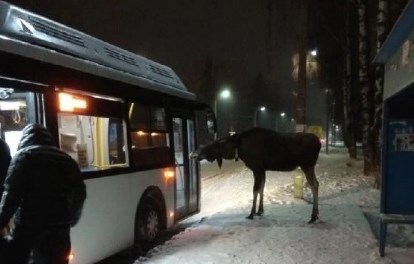 В соцсетях Перми набирает популярность фотография с лосем у дверей автобуса