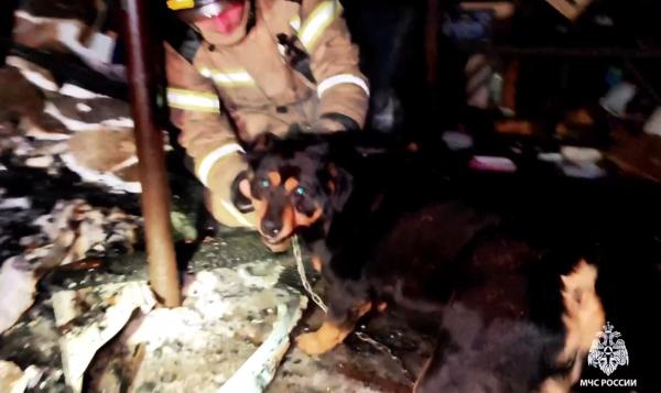В Перми сотрудники МЧС спасли на пожаре в частном доме собаку