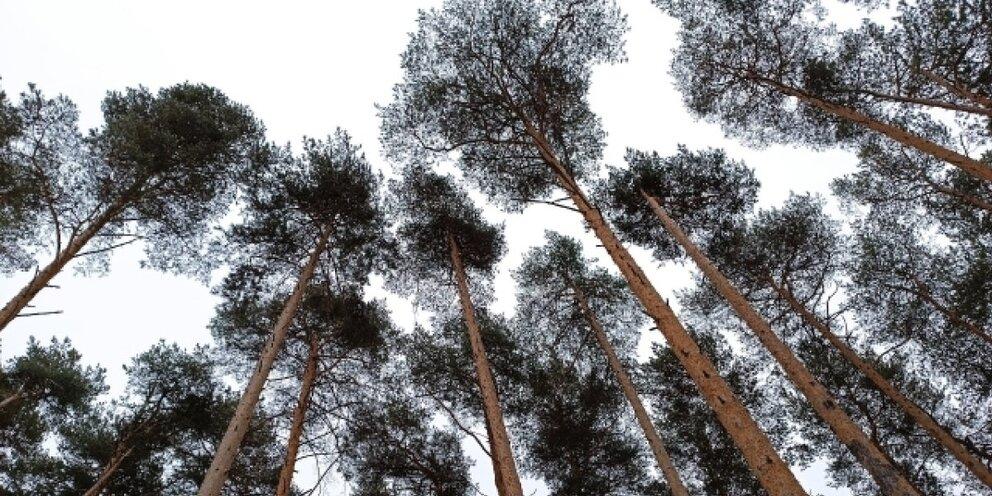 В Пермском крае деятельность легализовали более 400 занятых в лесной отрасли человек