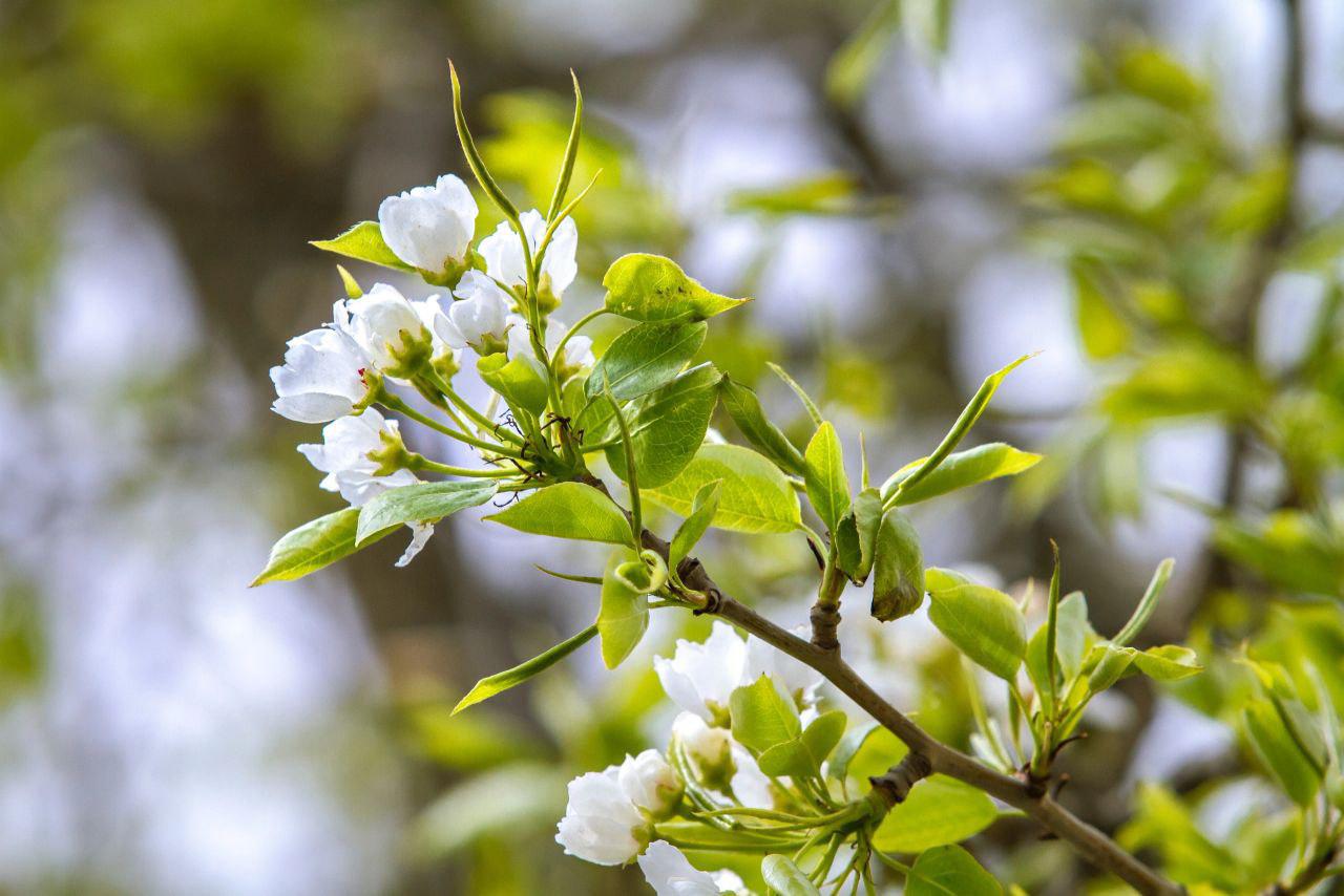 В Перми вопреки холодной погоде начали цвести яблони