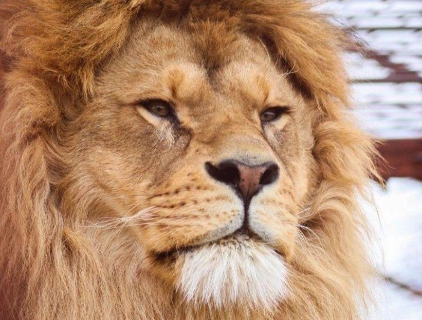 В Новосибирск из зоопарка Перми увезли льва Риччи