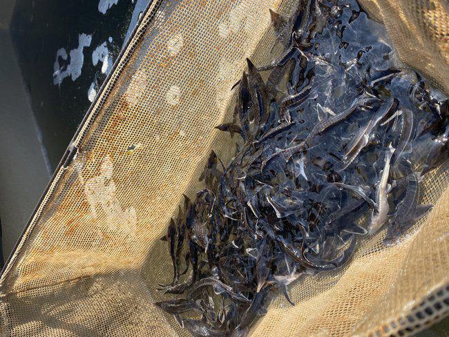 Энергетики «Т Плюс» во второй раз в 2024 году выпустили в Каму популяцию мальков стерляди