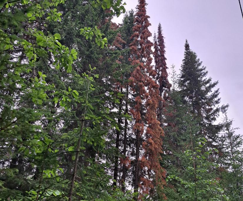 Уссурийский полиграф захватывает все новые территории в Пермском крае