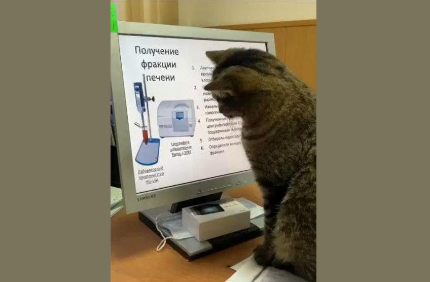 В Перми разыскивают жившего на кафедре политеха кота Пыжика