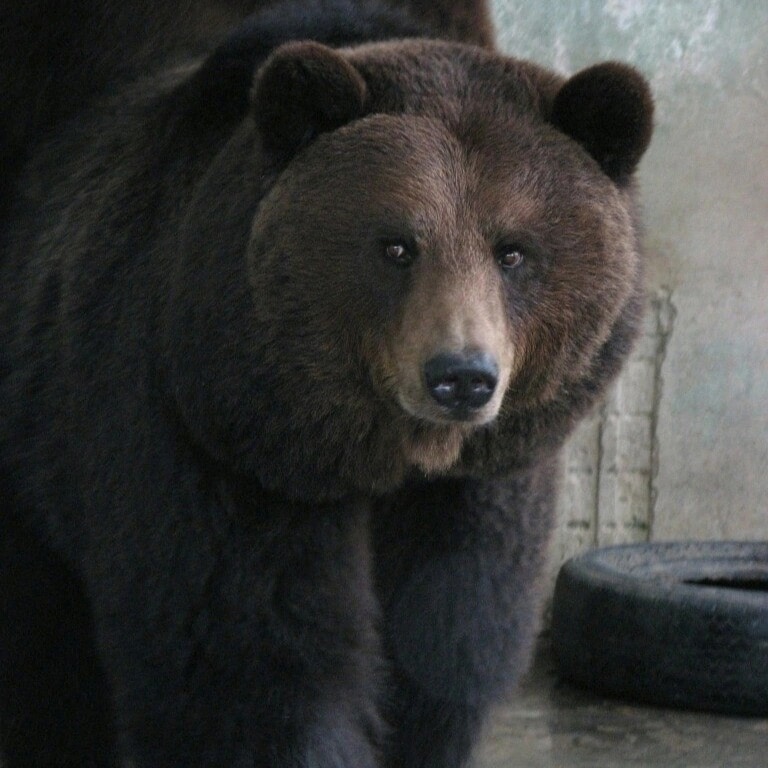 Медведи в Пермском зоопарке отправились в зимнюю спячку по графику