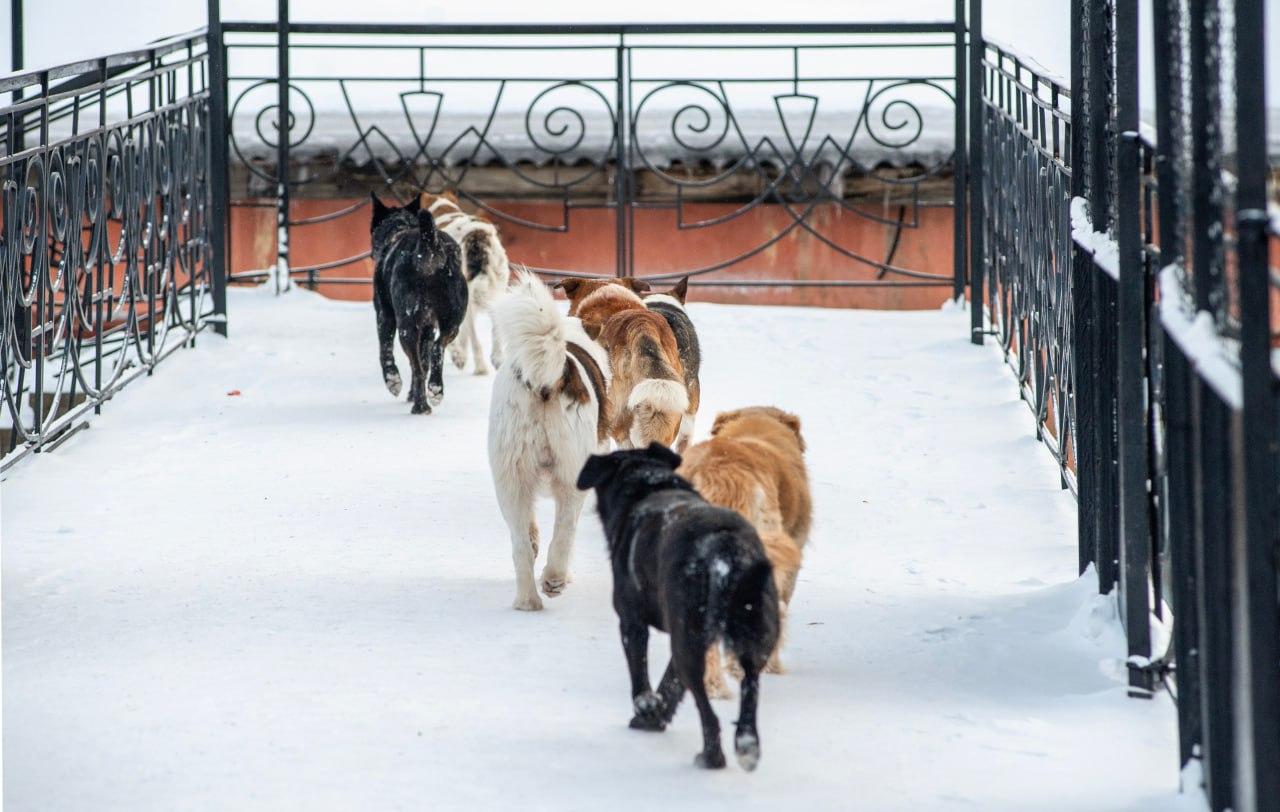 Стая собак в прикамской деревне загнала детей в ледяную воду