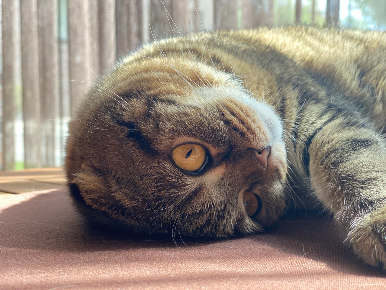 В одном из населённых пунктов Прикамья ввели карантин по бешенству из-за кота