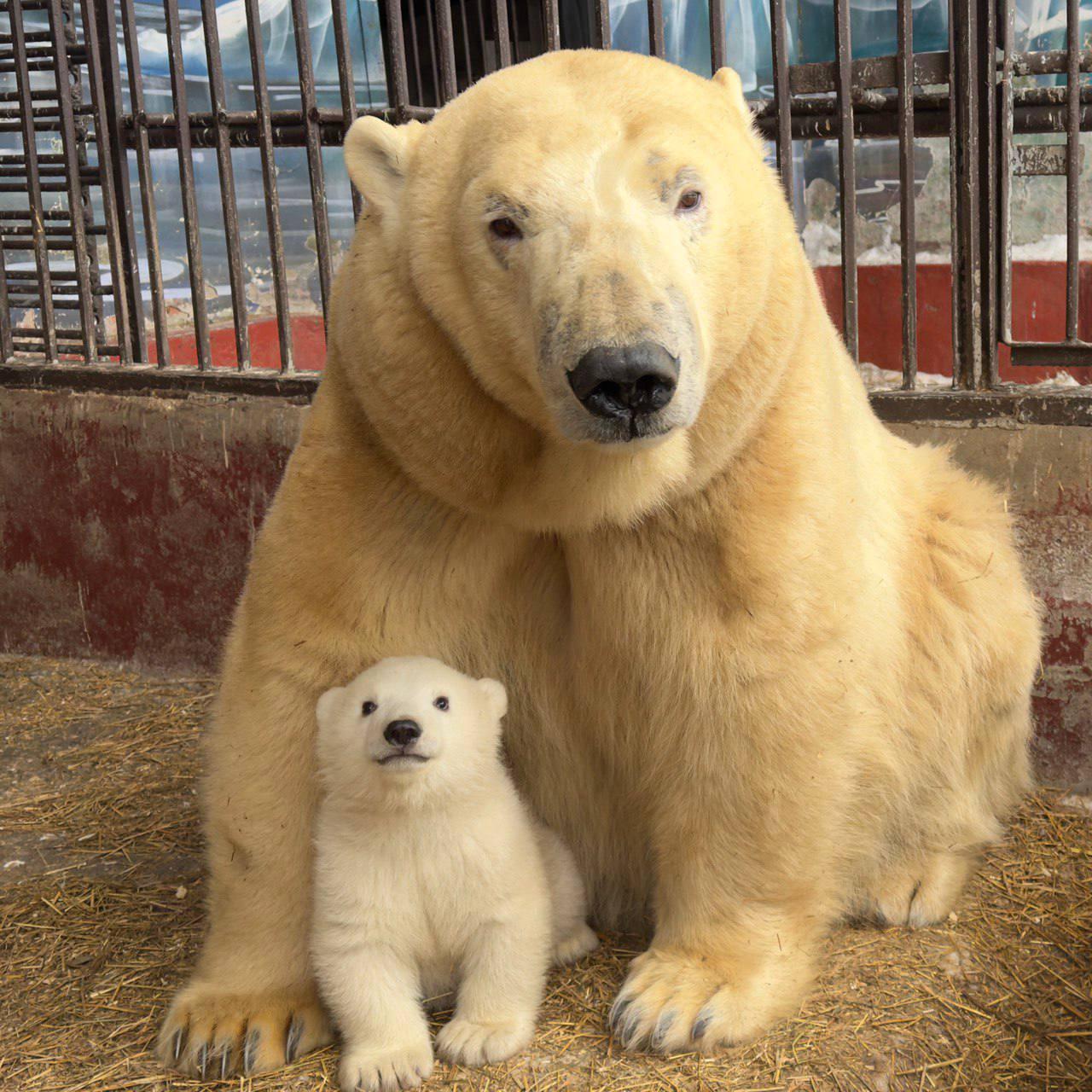 Пермяки выбрали кличку для белого медвежонка
