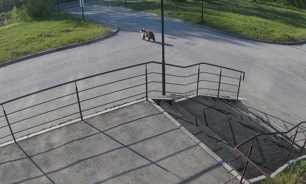 В Перми по улицам разгуливал медведь