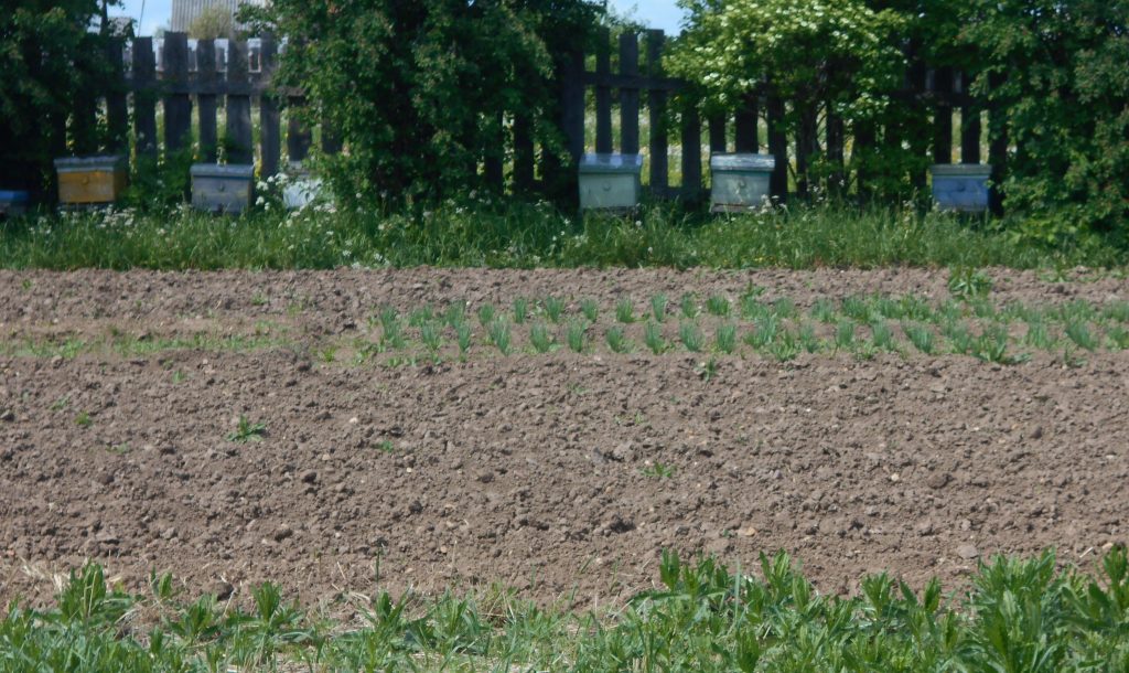 В Пермском крае выявлено содержание пчёл с нарушением ветеринарного законодательства