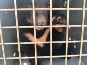 В Пермский зоопарк едет медвежонок-подкидыш