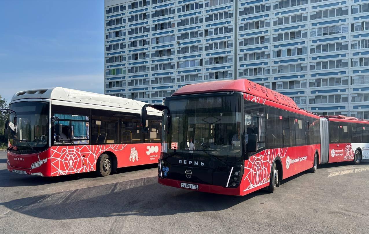 Пермь лидирует среди нестоличных городов по количеству автобусов-«гармошек»