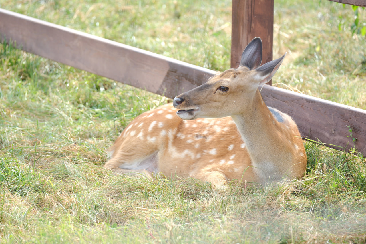 Новый зоопарк в Перми поставлен на учёт
