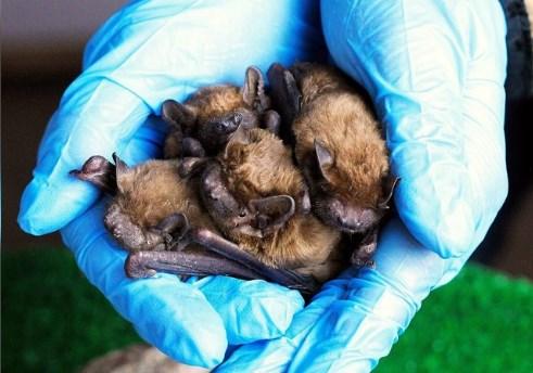 В Перми появятся домики для летучих мышей