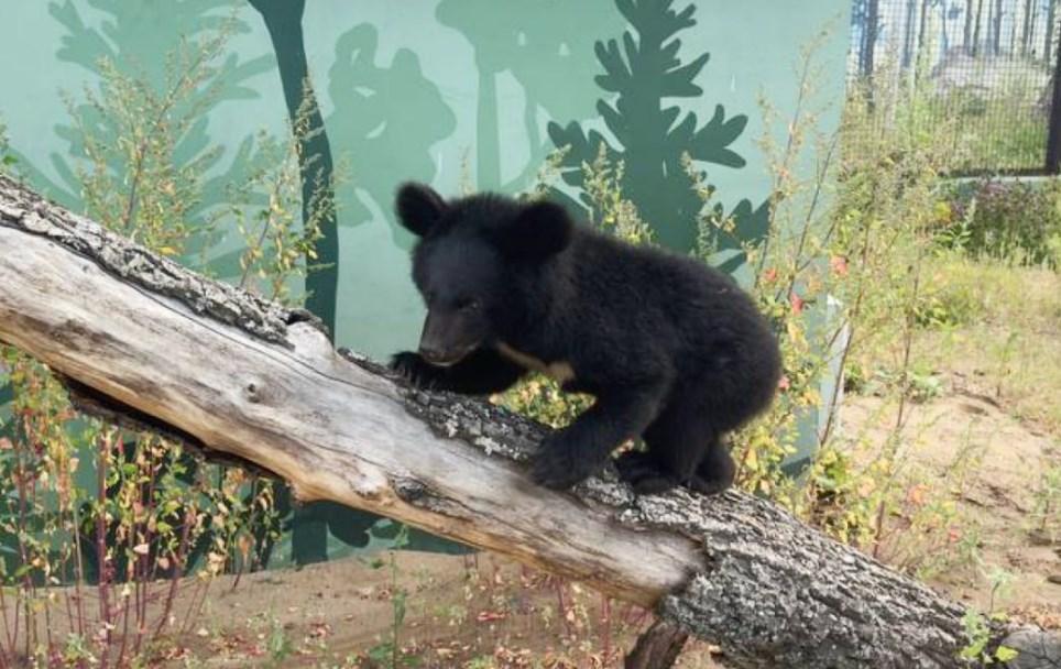 В пермском зоопарке показали, как живёт спасённая медведица Мика