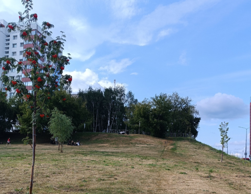 В Перми будут штрафовать за кошение газонов «под ноль»