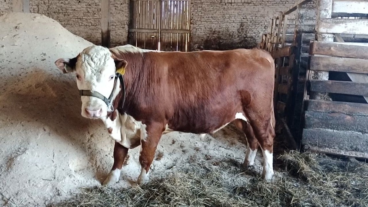 Бык-герефорд из Пермского края стал чемпионом всероссийского конкурса