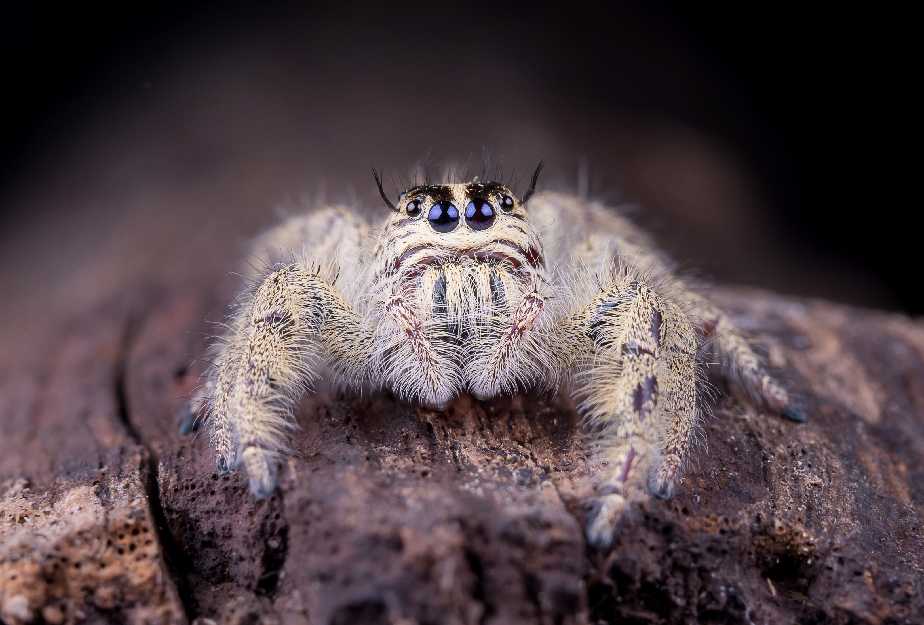 В новом пермском зоопарке создадут экспозицию насекомых