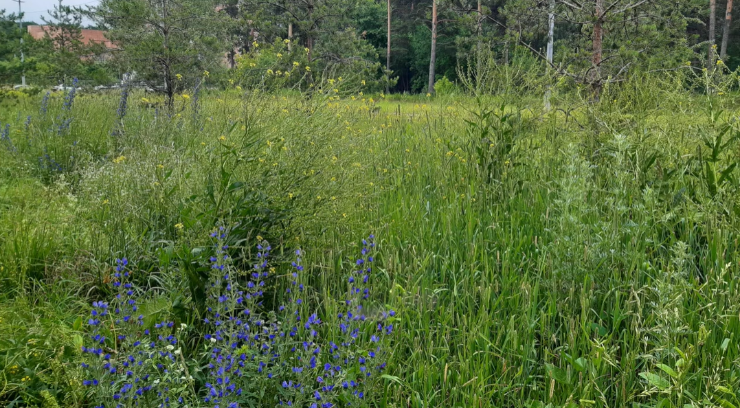 Экспериментальный газон пермских экологов победил во всероссийском конкурсе