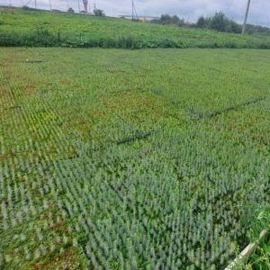 <p>Из Пермского края вывезено более 900 тыс. сеянцев хвойных пород</p>