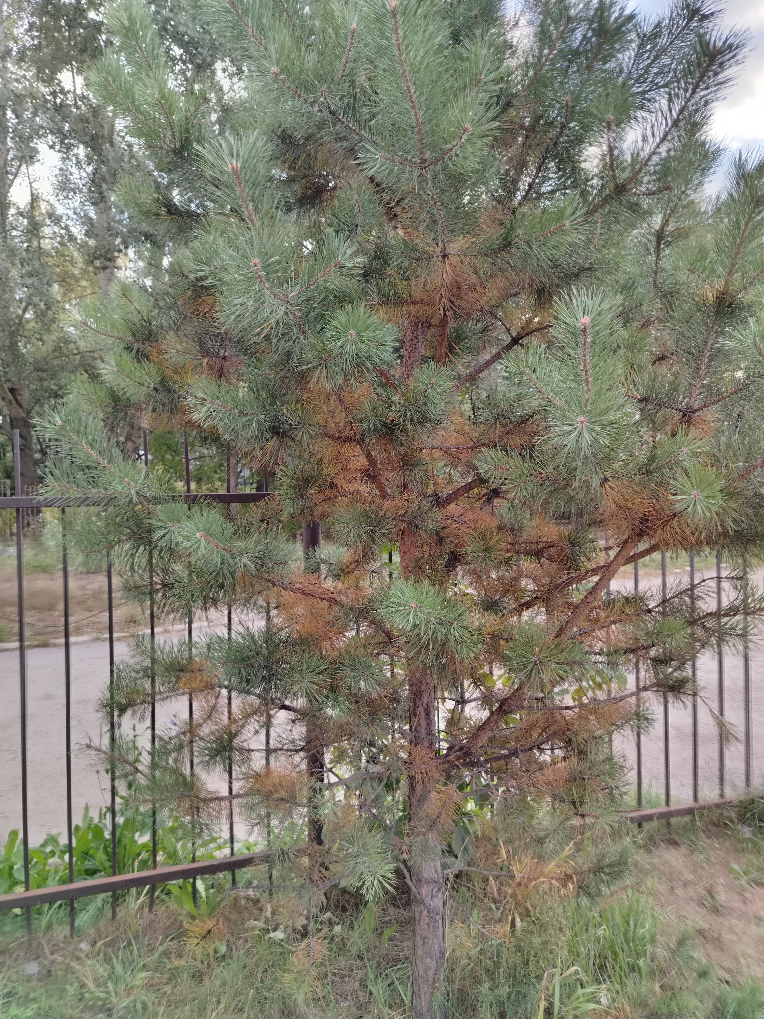 Сосны в Перми поразила хвойная тля