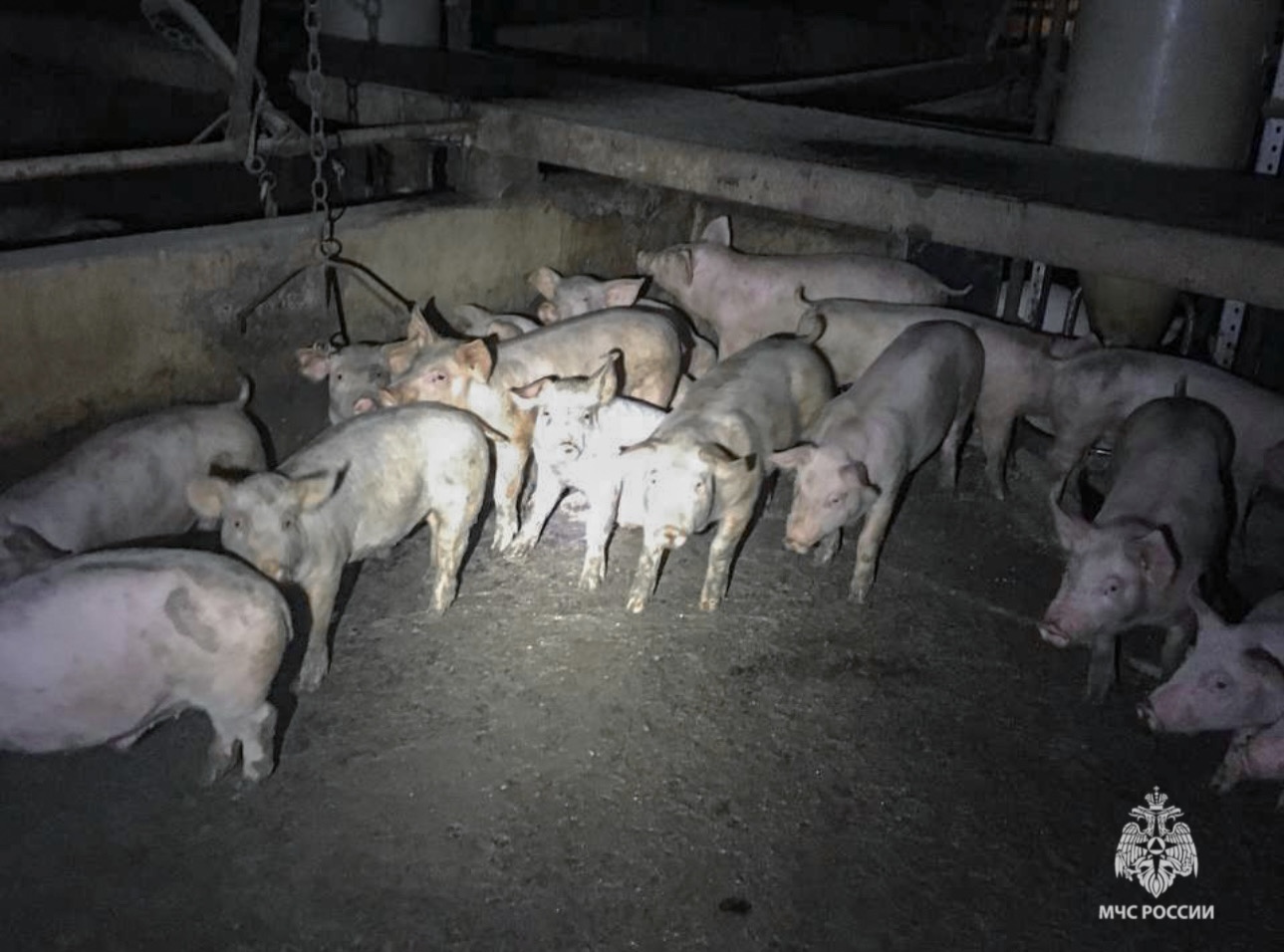 На свинокомплексе в Прикамье произошёл пожар