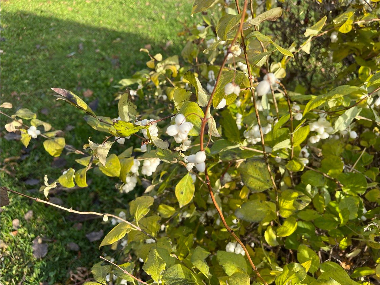 Учёные объяснили «цветение» кустарников в Перми в конце октября