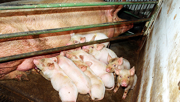 Пермский свинокомплекс переходит под управление инвесторов