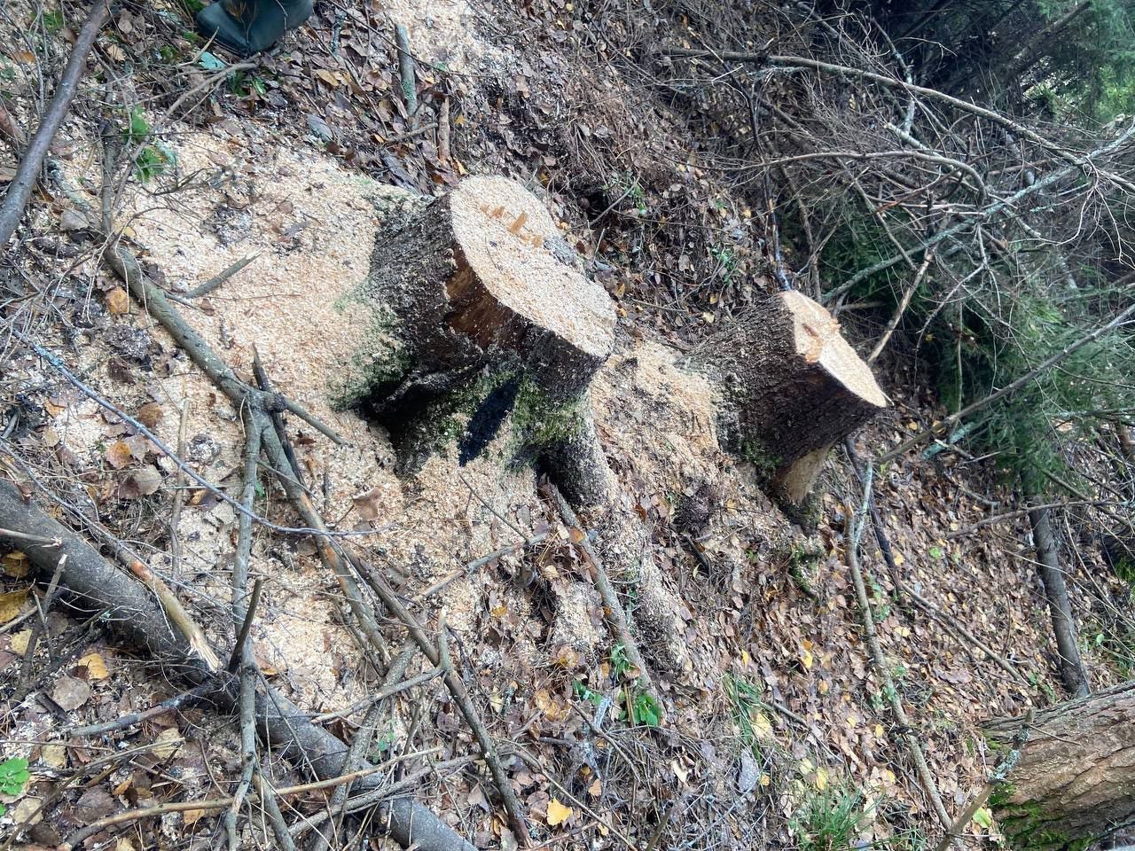 Прокуратура пресекла незаконную рубку леса в Прикамье