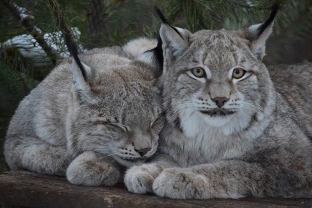 Сесть в электричку, познакомиться с пушистыми мамами, написать диктант