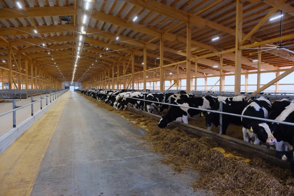 Агропредприятие из Прикамья завершило второй этап строительства молочно-товарной фермы