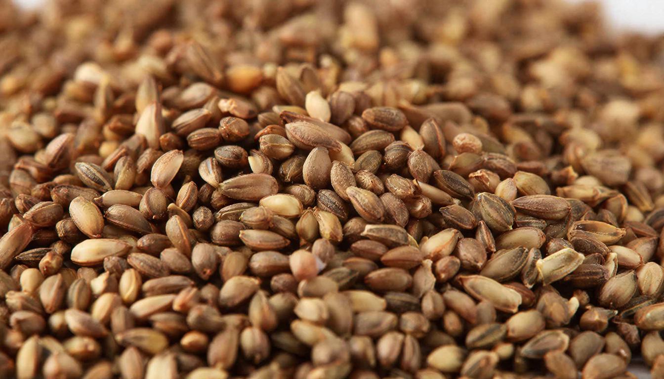 В Пермском крае с начала года обнаружено 950 тонн небезопасных семян