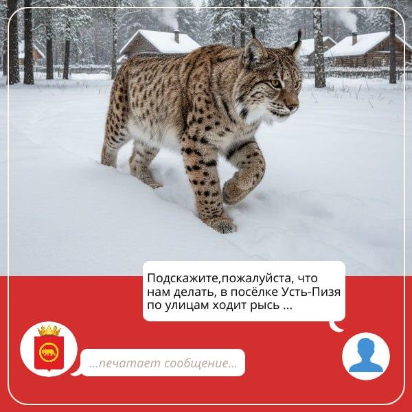 Жителей посёлка под Пермью напугала рысь у жилых домов