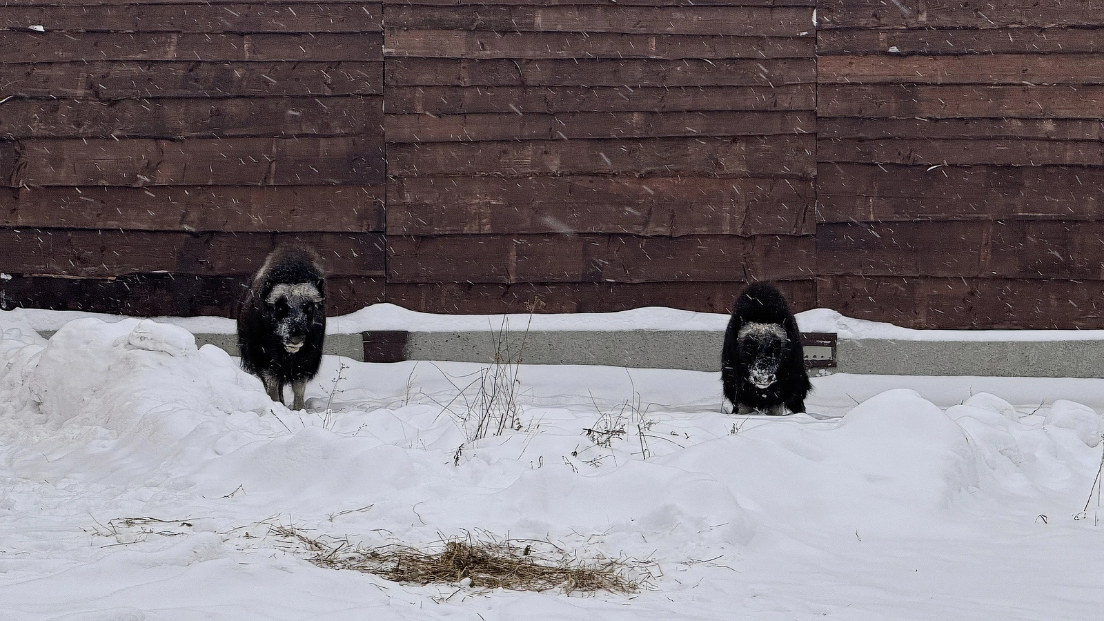 Ямальские овцебыки пополнили коллекцию пермского зоопарка